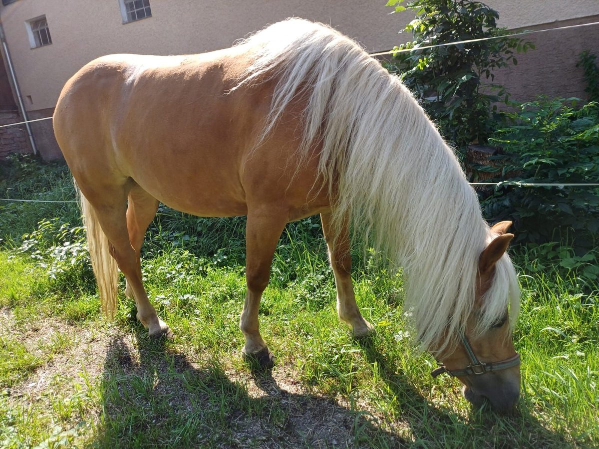 Haflinger / Avelignese Giumenta 8 Anni 145 cm Sauro in Schruns