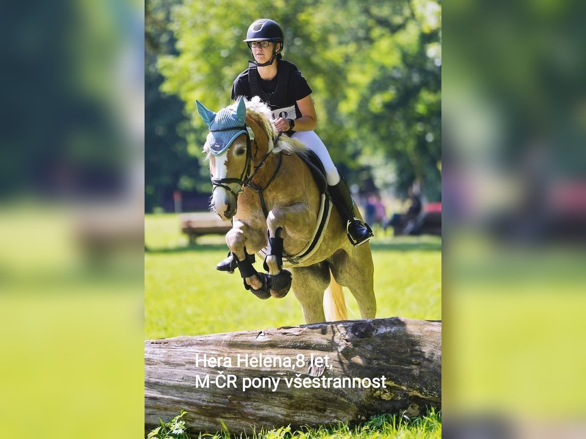 Haflinger / Avelignese Giumenta 8 Anni 148 cm Palomino in Brno