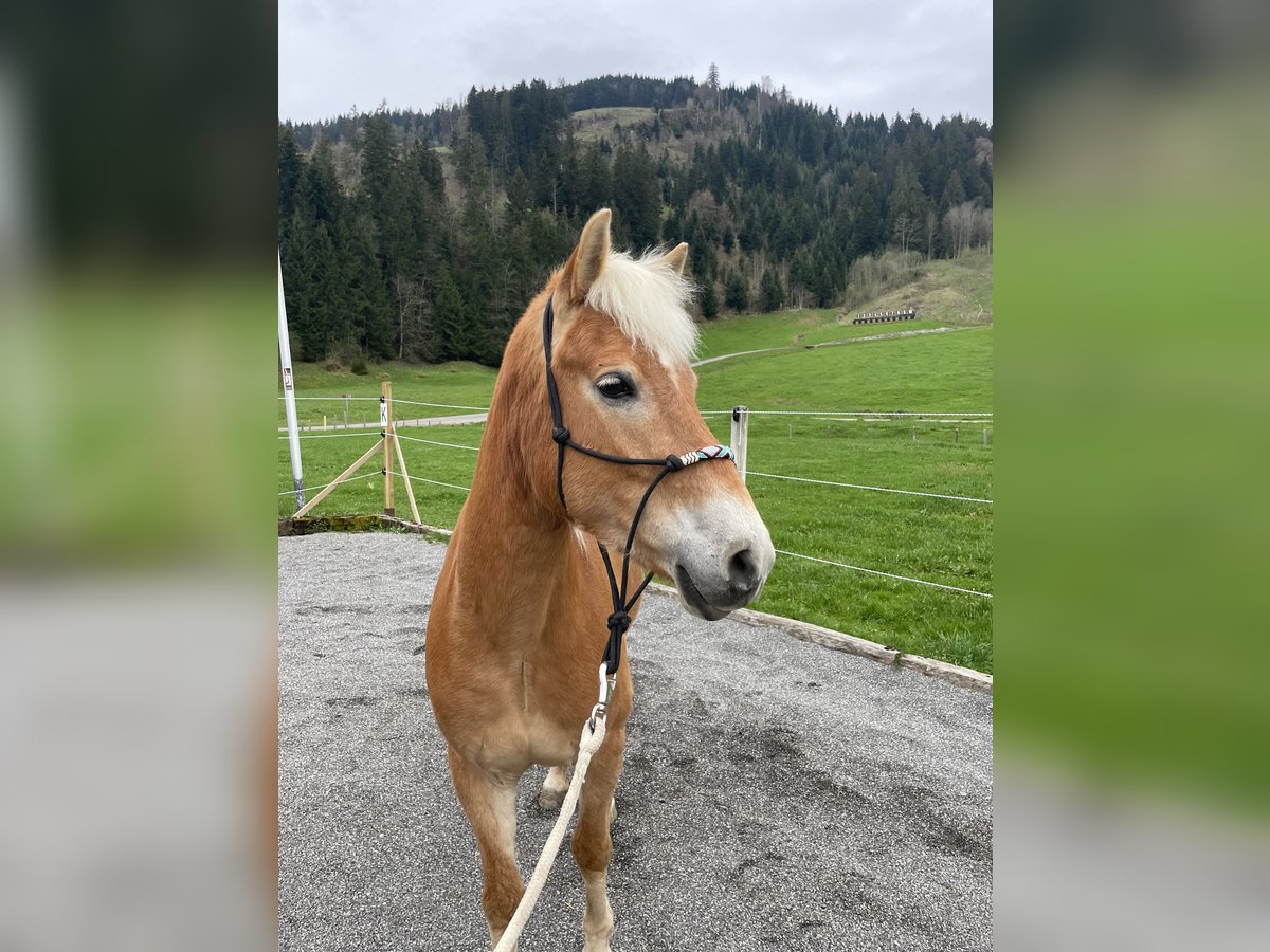 Haflinger / Avelignese Giumenta 8 Anni 152 cm Sauro in Einsiedeln