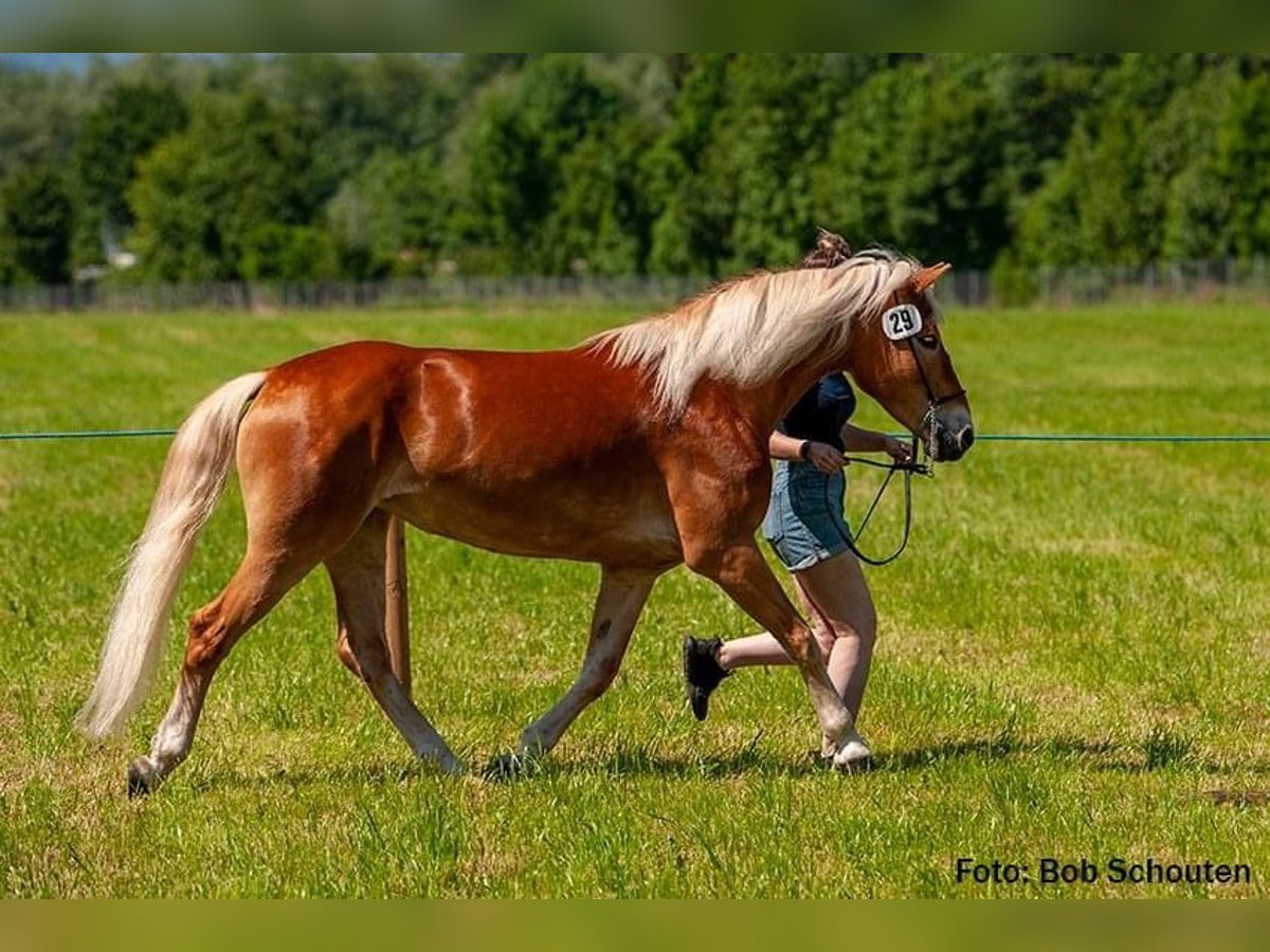 Haflinger / Avelignese Giumenta 9 Anni 146 cm Sauro in Bürserberg