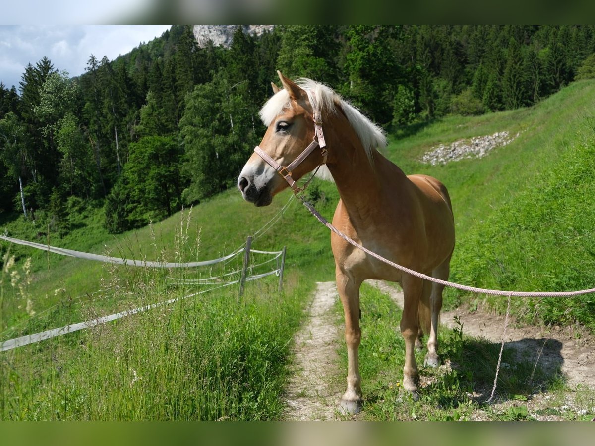 Haflinger / Avelignese Giumenta 9 Anni 150 cm in Villach-Innere Stadt