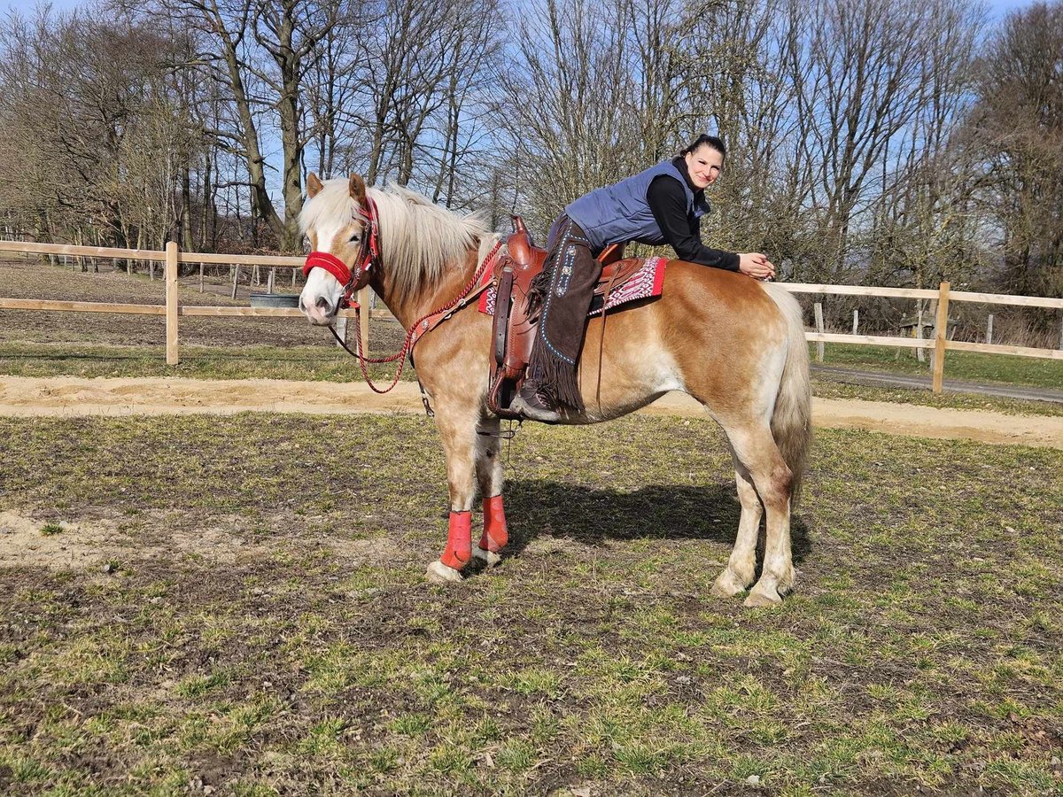 Haflinger / Avelignese Giumenta 9 Anni 154 cm Sauro in Linkenbach