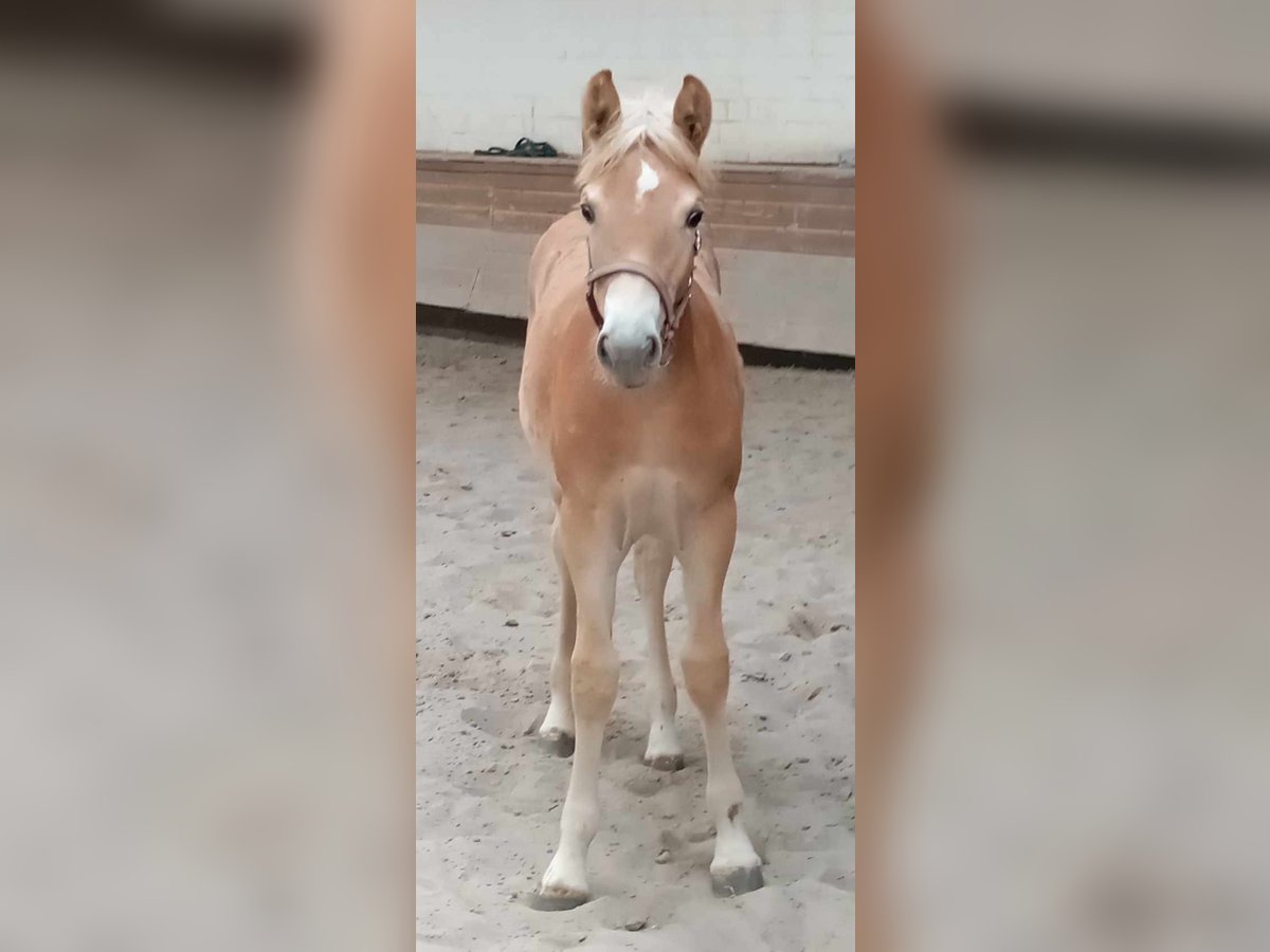 Haflinger / Avelignese Giumenta Puledri
 (05/2024) 127 cm Sauro in Kupferzell