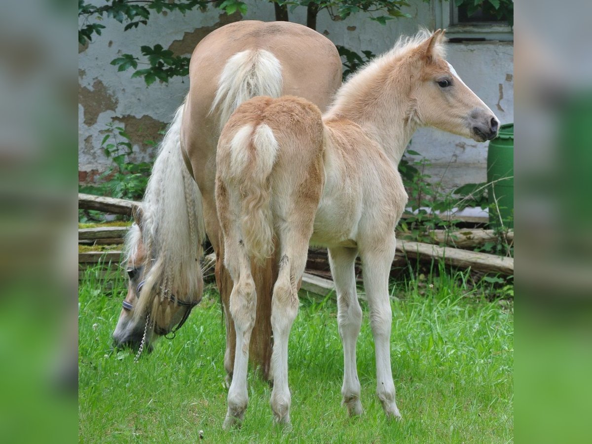 Haflinger / Avelignese Giumenta Puledri
 (04/2024) 148 cm in Groß Siegharts