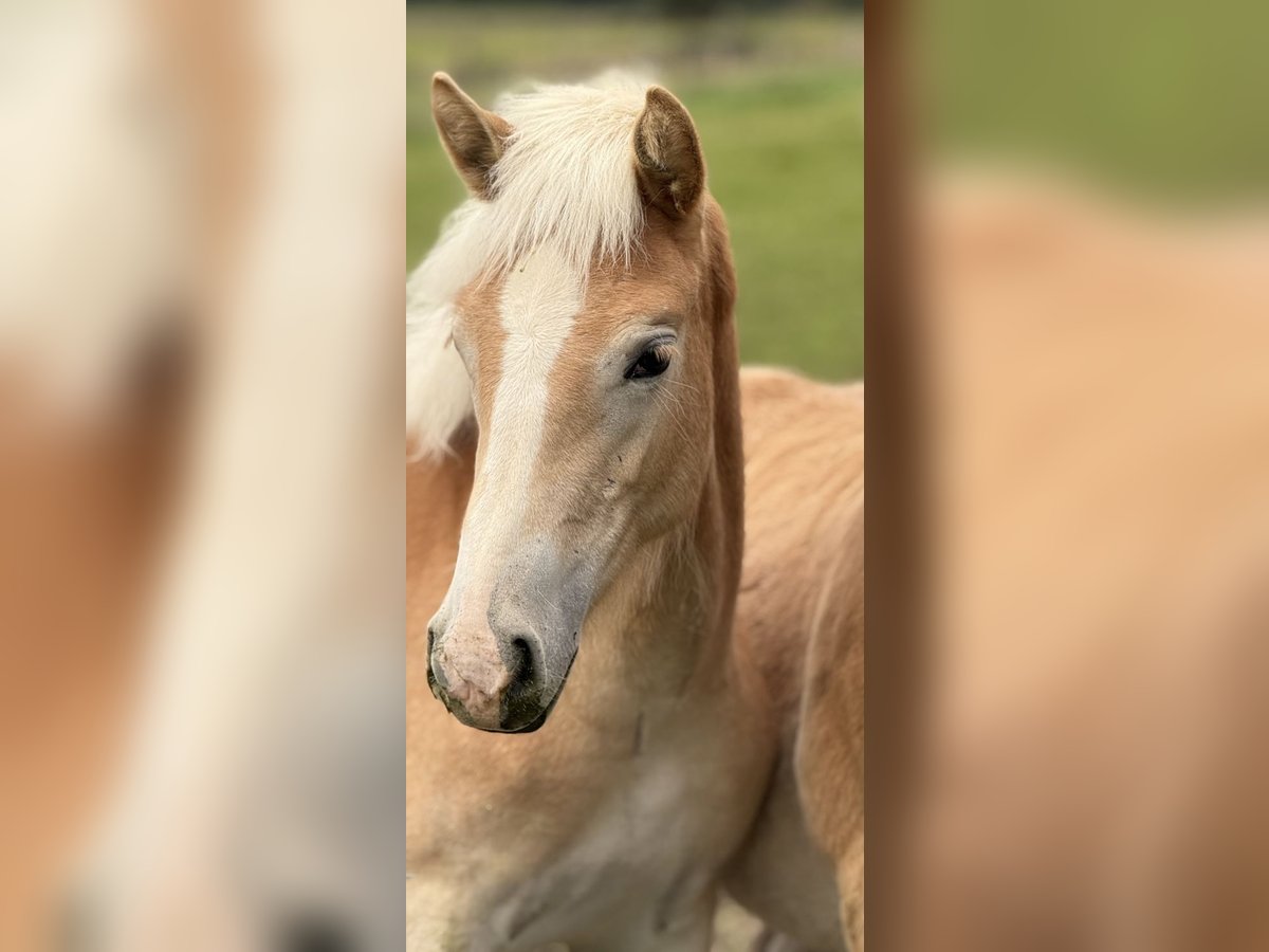 Haflinger / Avelignese Giumenta Puledri (04/2024) 154 cm Sauro in Staufenberg