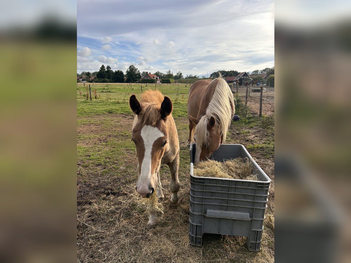 Haflinger / Avelignese Mix Giumenta Puledri
 (04/2024) Palomino in Velserbroek