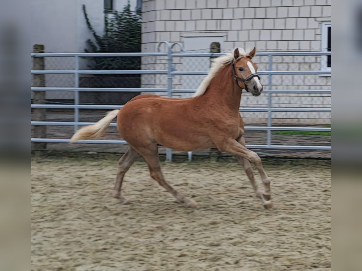 Haflinger / Avelignese Giumenta Puledri (03/2024) Sauro in Borchen