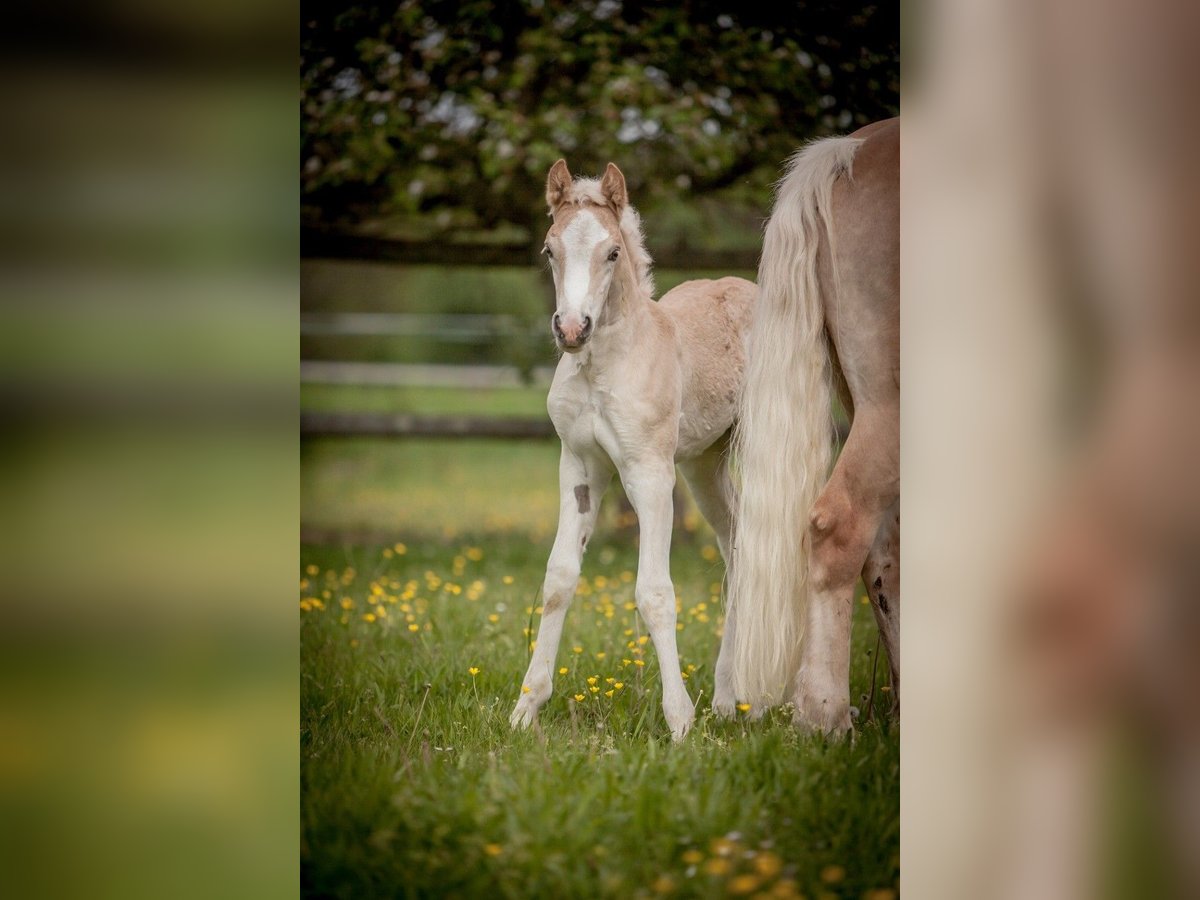 Haflinger / Avelignese Giumenta Puledri
 (04/2024) Sauro in Karlsbad