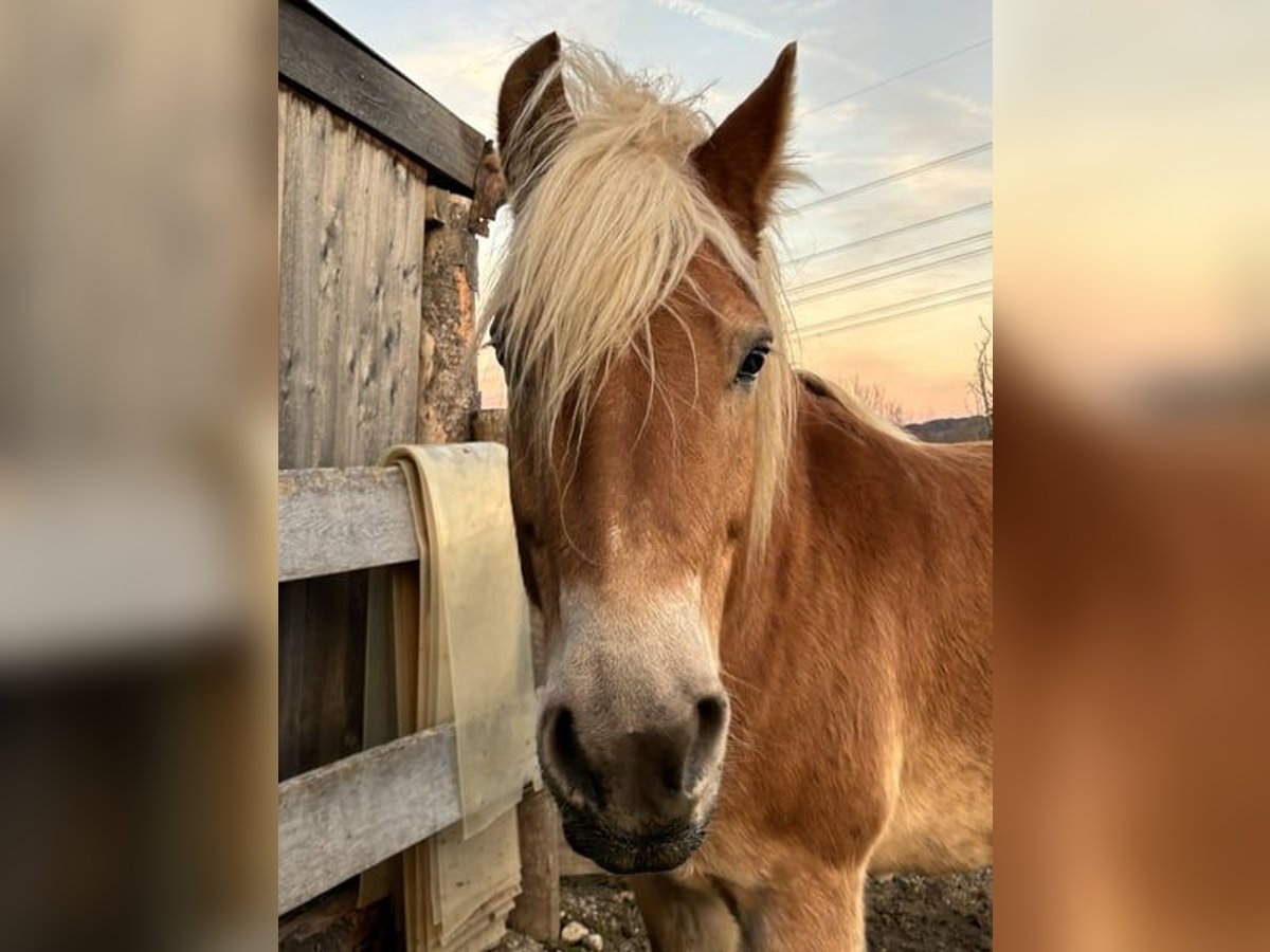 Haflinger / Avelignese Stallone 14 Anni 159 cm Baio chiaro in Straßwalchen