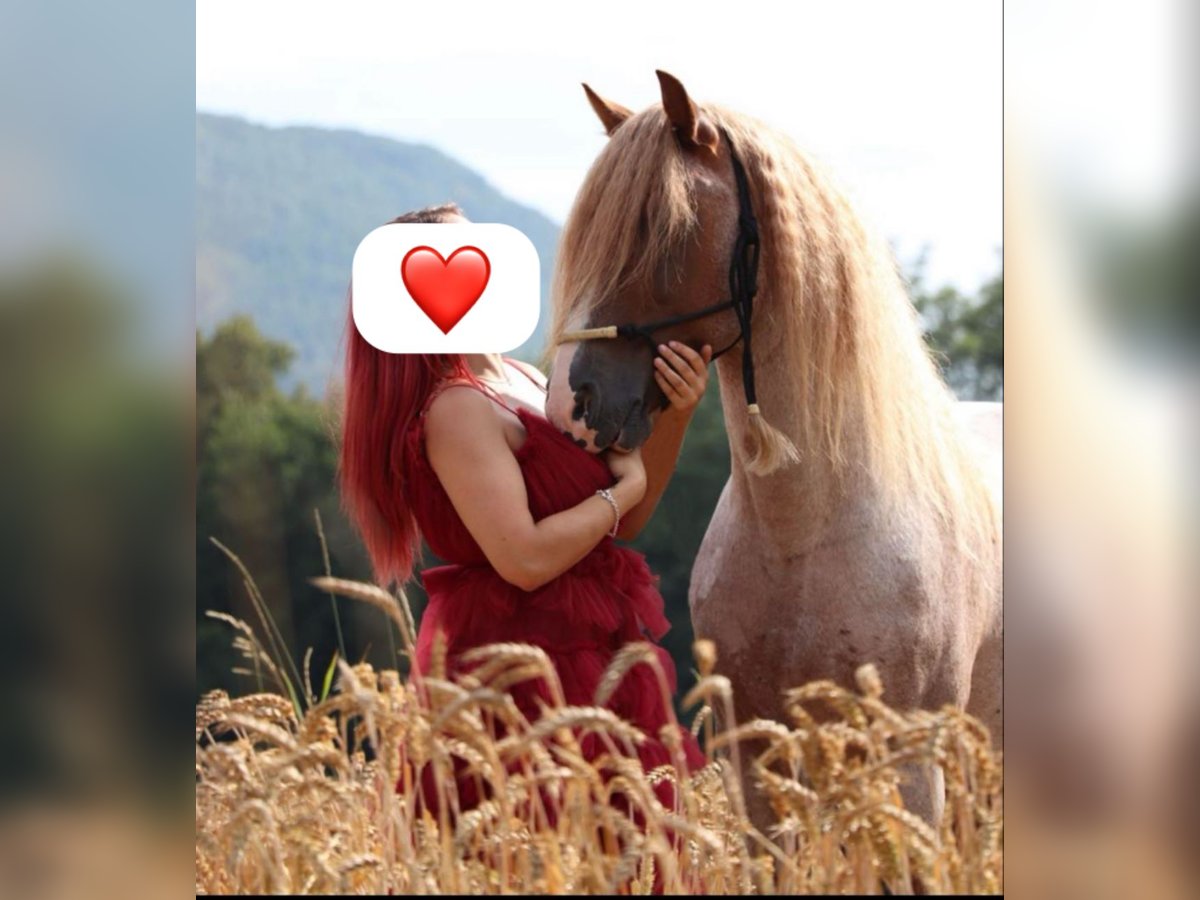 Haflinger / Avelignese Mix Stallone 18 Anni 145 cm Sauro ciliegia in Bad Überkingen