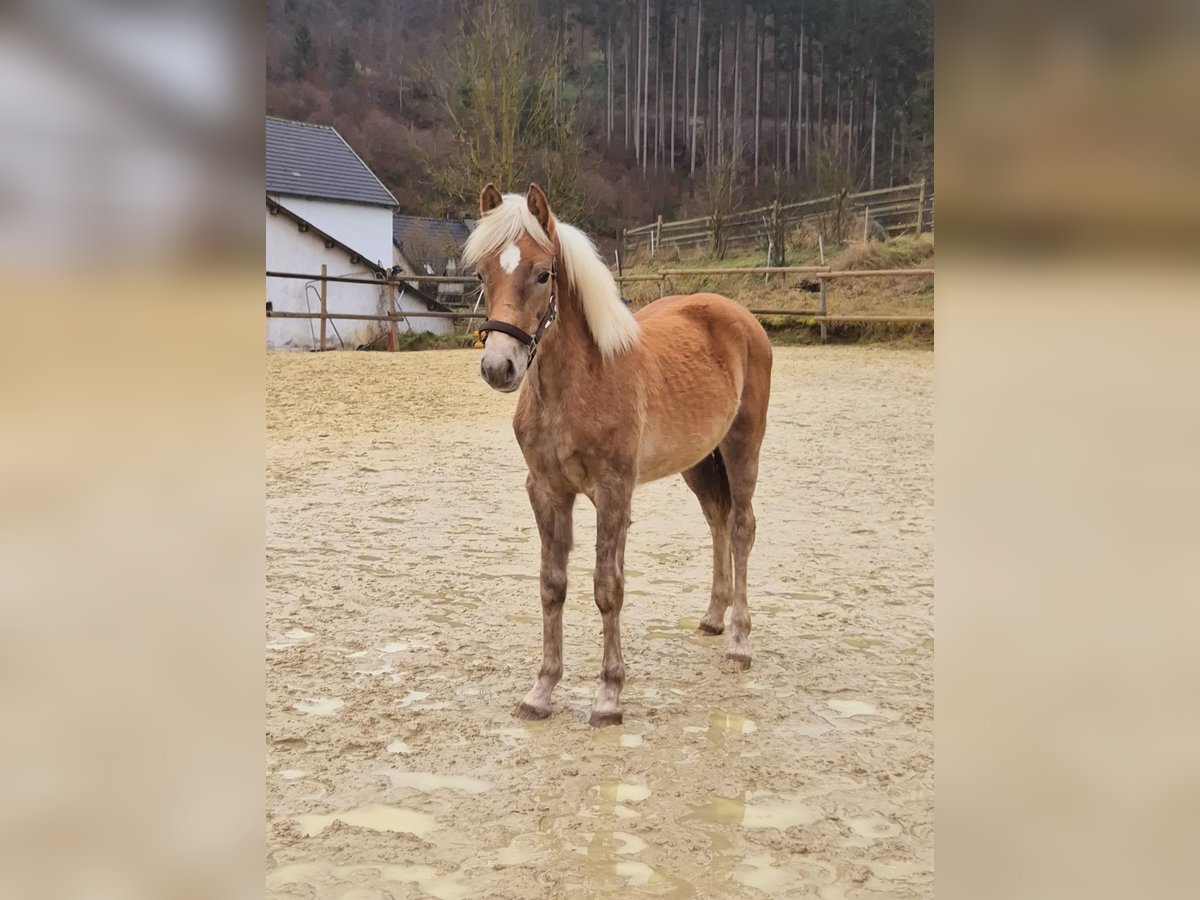 Haflinger / Avelignese Stallone 1 Anno 130 cm Sauro in Hillesheim