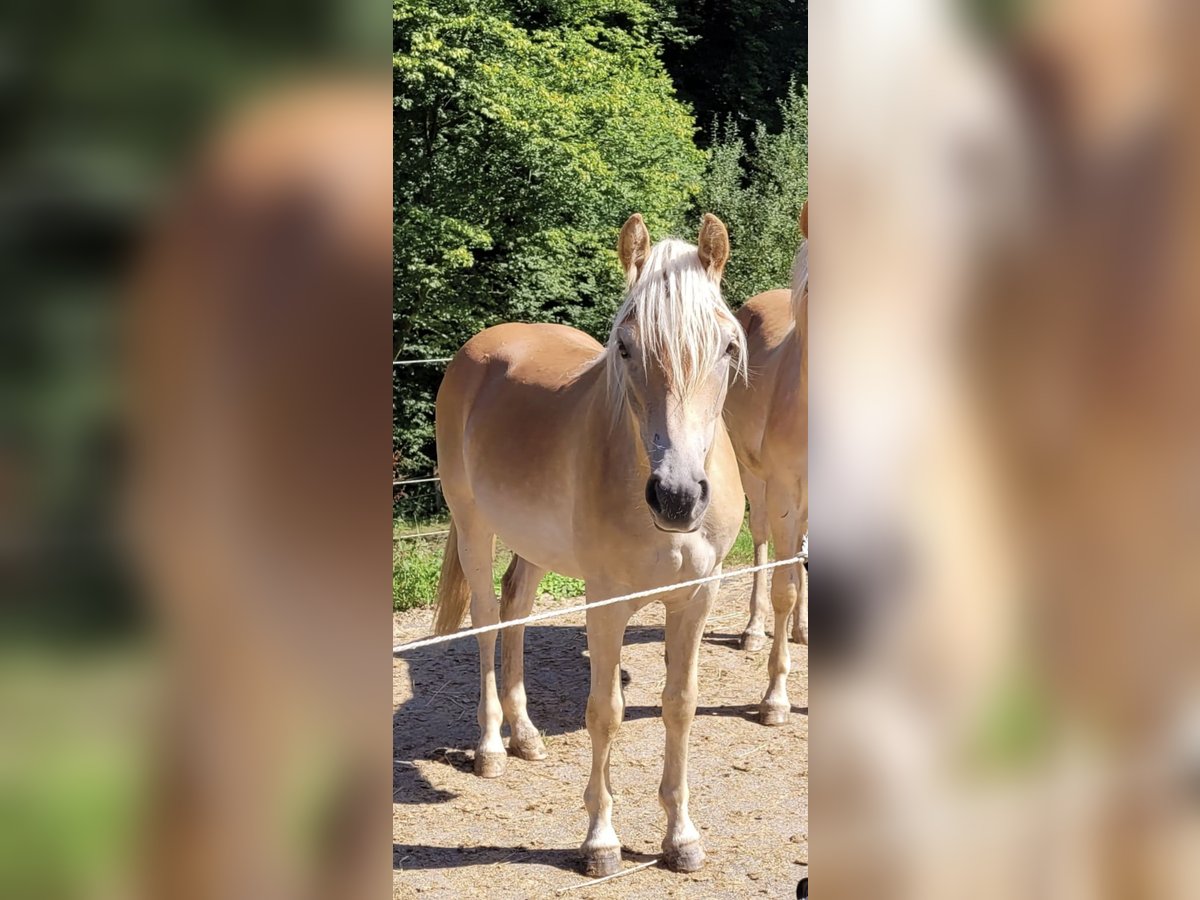 Haflinger / Avelignese Stallone 1 Anno 140 cm in Much