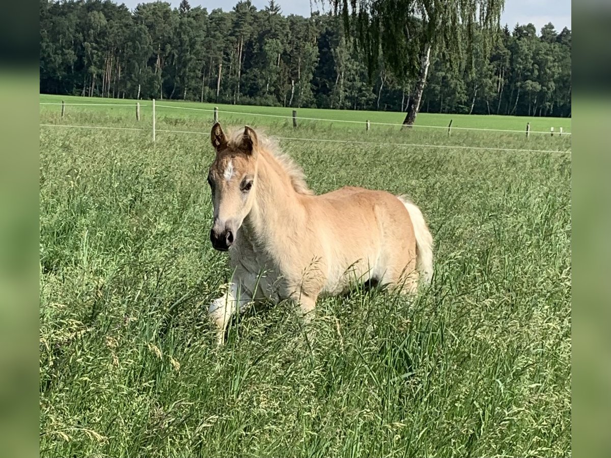 Haflinger / Avelignese Stallone 1 Anno 150 cm in Suhlendorf