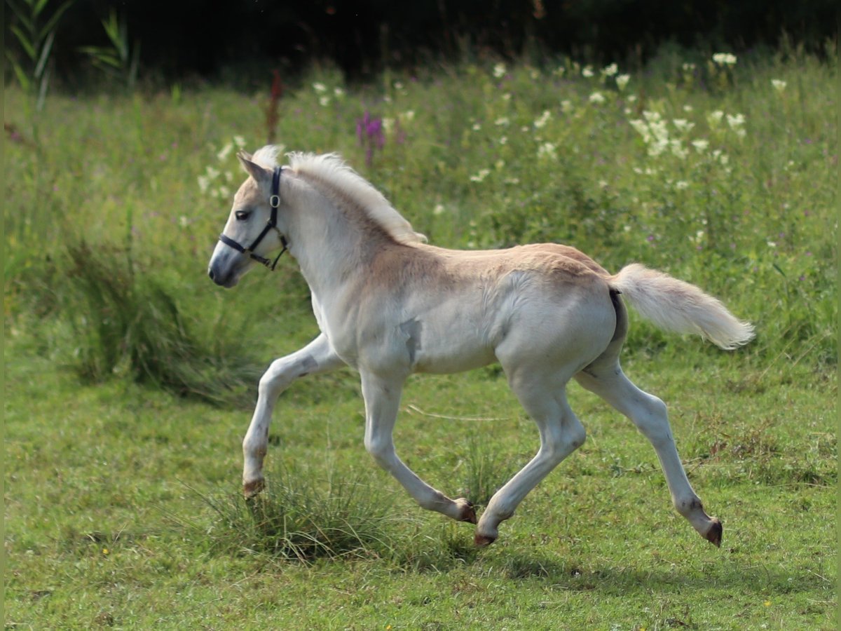 Haflinger / Avelignese Stallone 1 Anno 150 cm Sauro in Saara