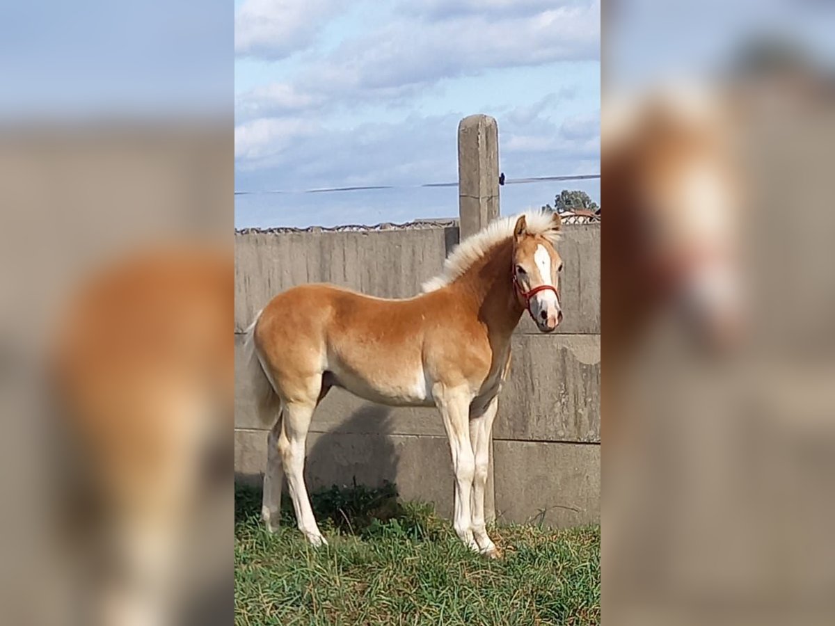 Haflinger / Avelignese Stallone 1 Anno 150 cm Sauro in Opatow