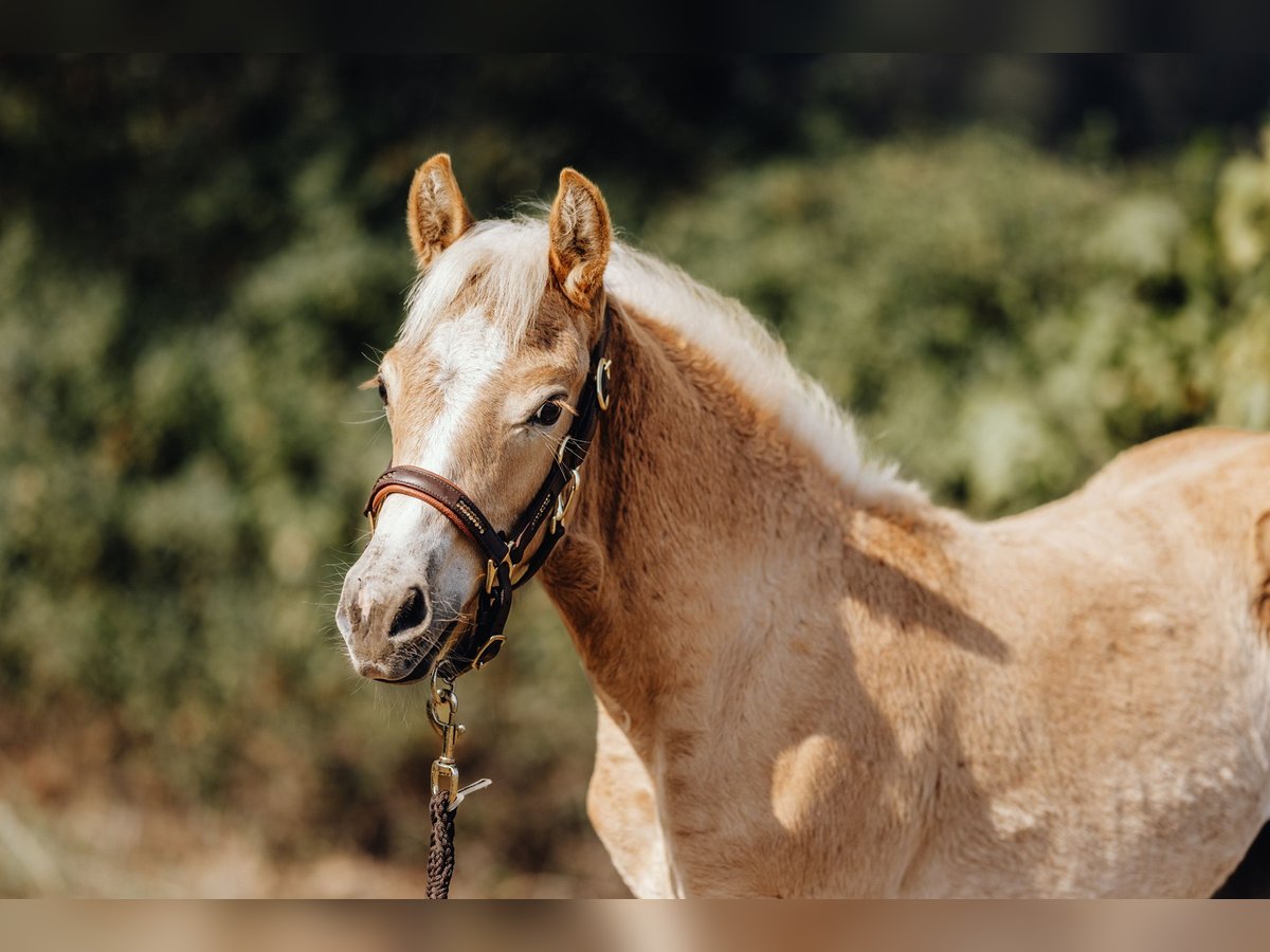 Haflinger / Avelignese Stallone 1 Anno 152 cm in Trebbin