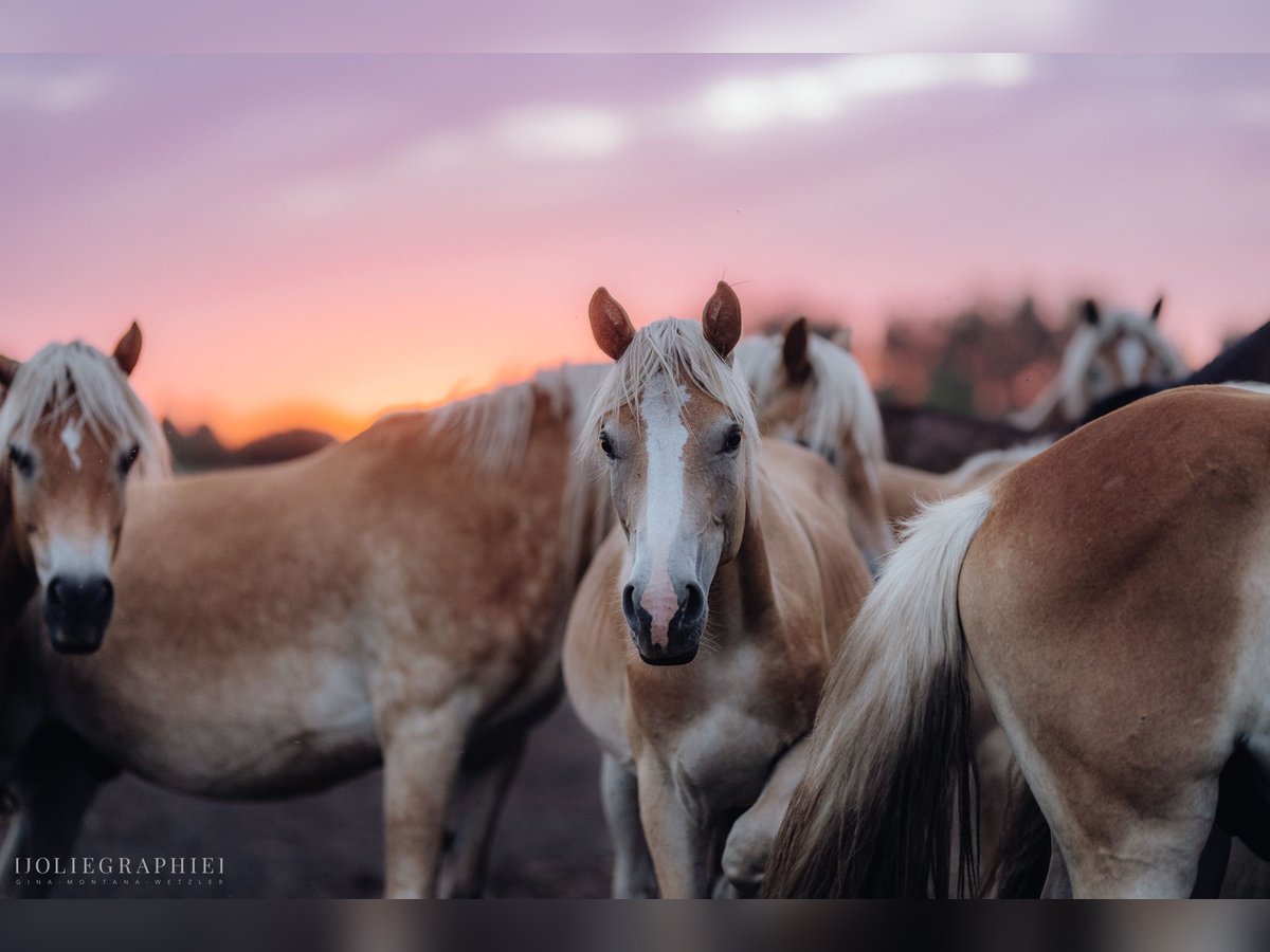 Haflinger / Avelignese Stallone 1 Anno 152 cm in Trebbin