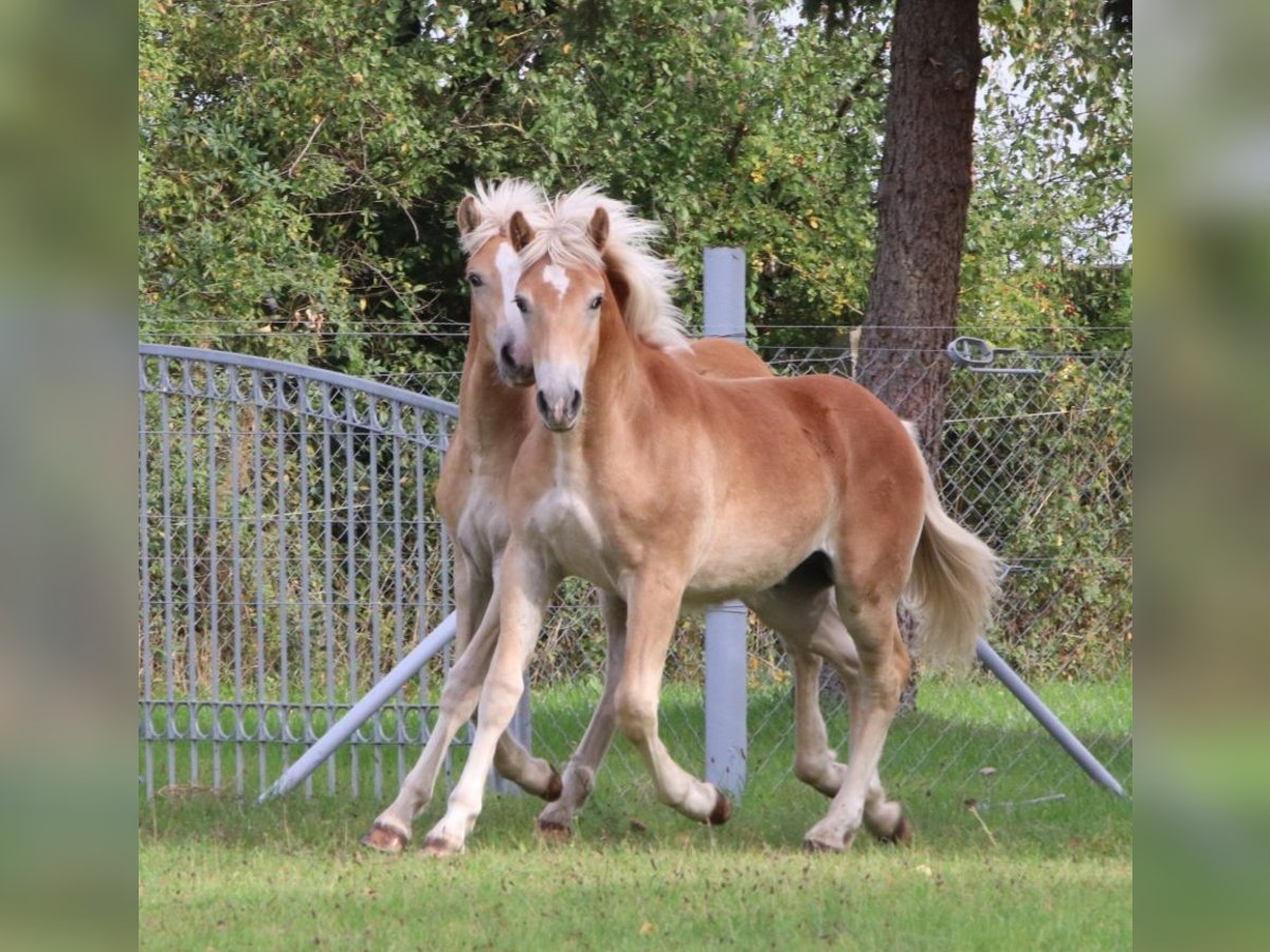 Haflinger / Avelignese Stallone 1 Anno 154 cm Sauro in GNEWIKOW