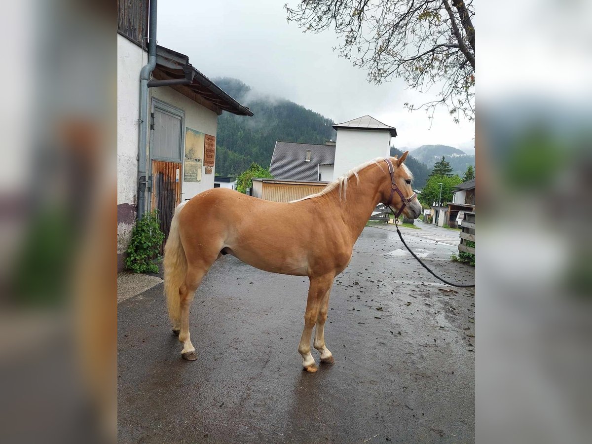 Haflinger / Avelignese Stallone 2 Anni 140 cm Sauro scuro in Orange