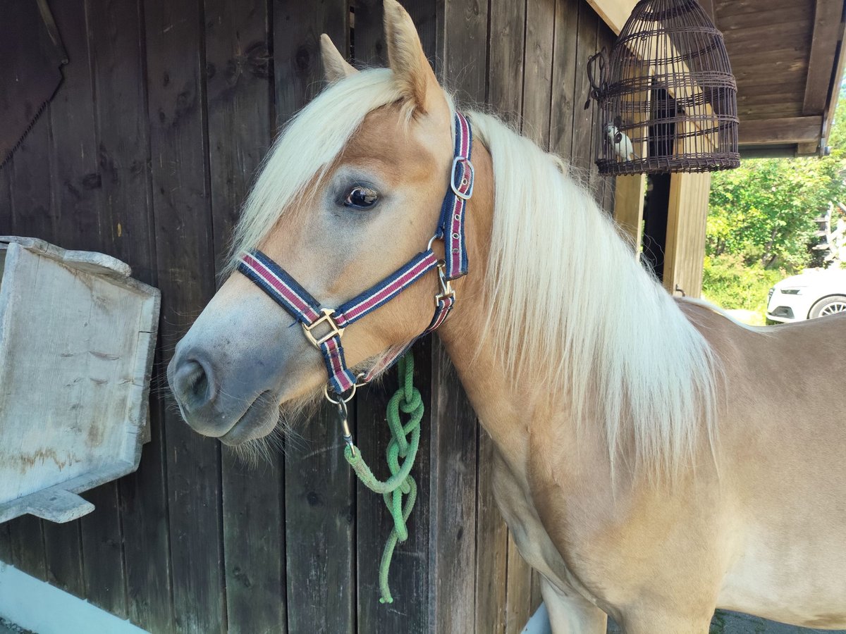 Haflinger / Avelignese Stallone 2 Anni 150 cm in Ruhpolding