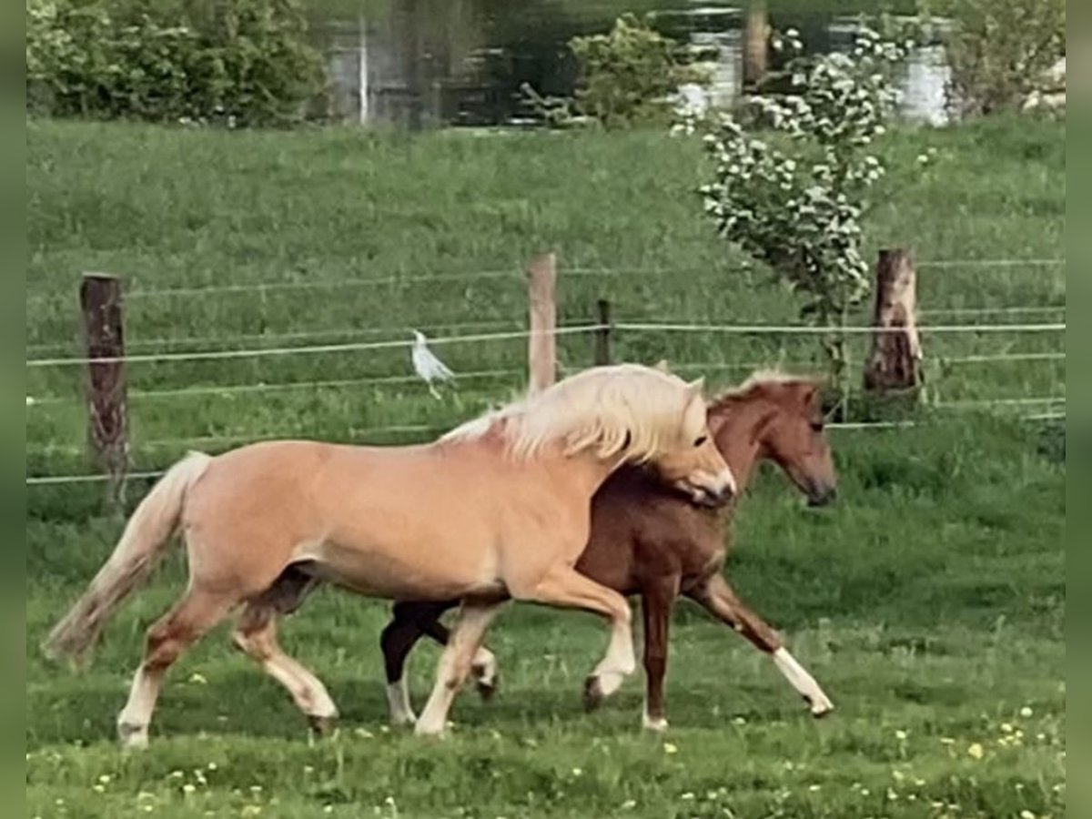 Haflinger / Avelignese Stallone 2 Anni 152 cm Sauro in Achim