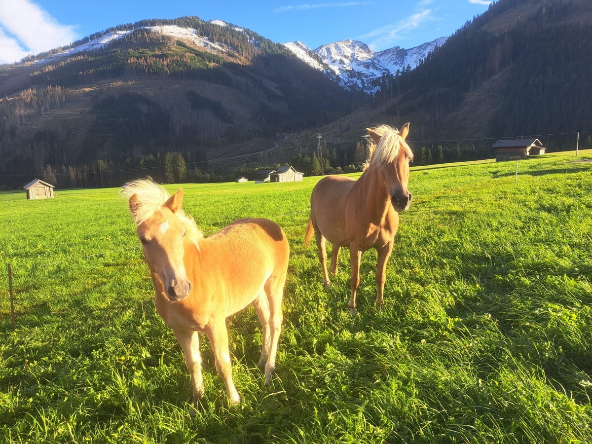 Haflinger / Avelignese Stallone 2 Anni in Obertilliach