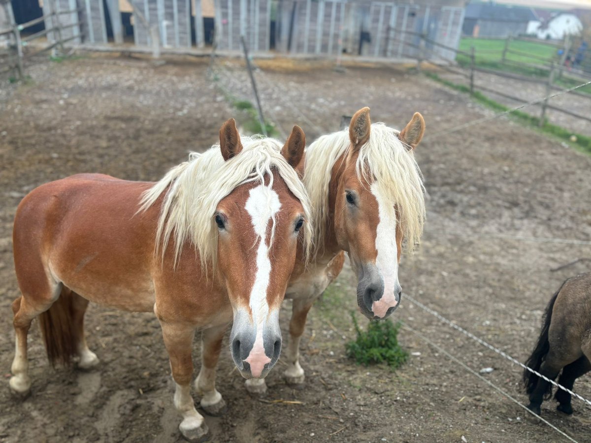 Haflinger / Avelignese Stallone 3 Anni 155 cm Sauro in Matzersdorf