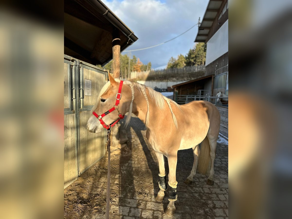 Haflinger / Avelignese Stallone 3 Anni in Brixen