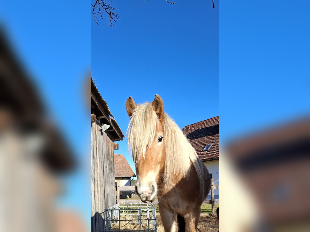 Haflinger / Avelignese Stallone 3 Anni in Oisnitz