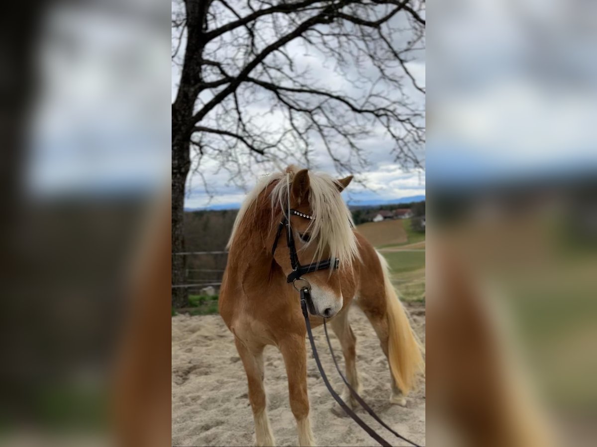 Haflinger / Avelignese Stallone 3 Anni in Oisnitz