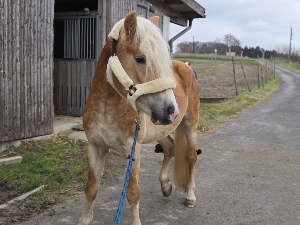 Haflinger / Avelignese Stallone 4 Anni 153 cm Sauro in Spratzern