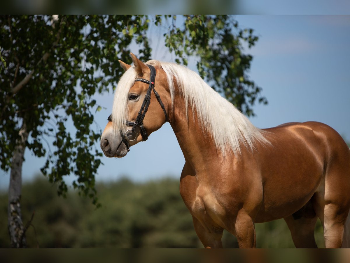 Haflinger / Avelignese Stallone 5 Anni 149 cm Sauro in Groß klessow