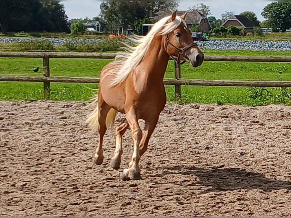 Haflinger / Avelignese Stallone 5 Anni 153 cm Sauro in ETTEN-LEUR