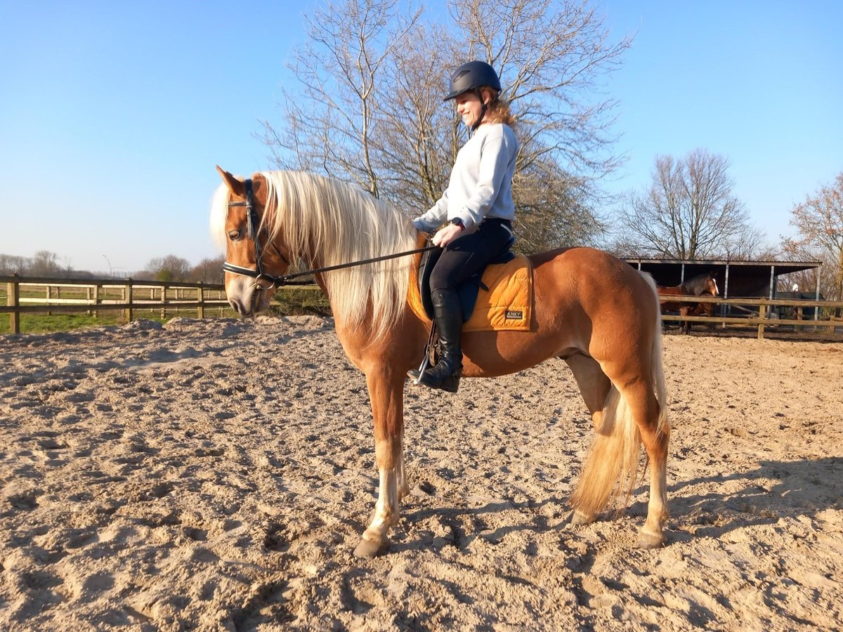 Haflinger / Avelignese Stallone 5 Anni 153 cm Sauro in ETTEN-LEUR