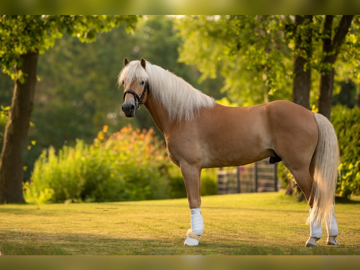 Haflinger / Avelignese Stallone 6 Anni 153 cm Sauro in Trebbin