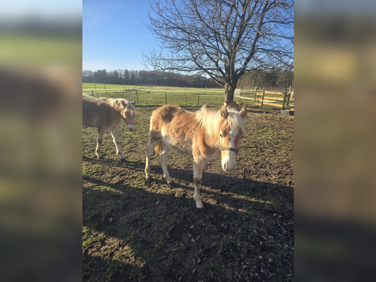 Haflinger / Avelignese Stallone  120 cm Sauro in Bassum