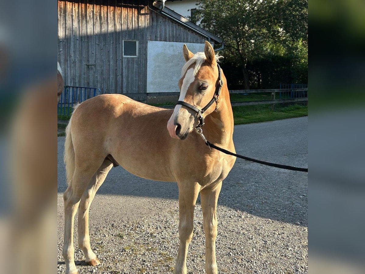 Haflinger / Avelignese Stallone  150 cm Sauro in Buchloe