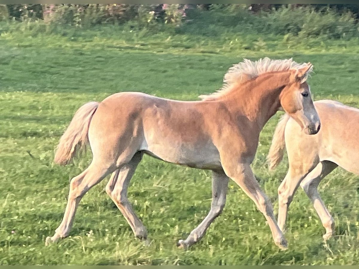 Haflinger / Avelignese Stallone Puledri
 (04/2024) 152 cm Sauro in Staufenberg