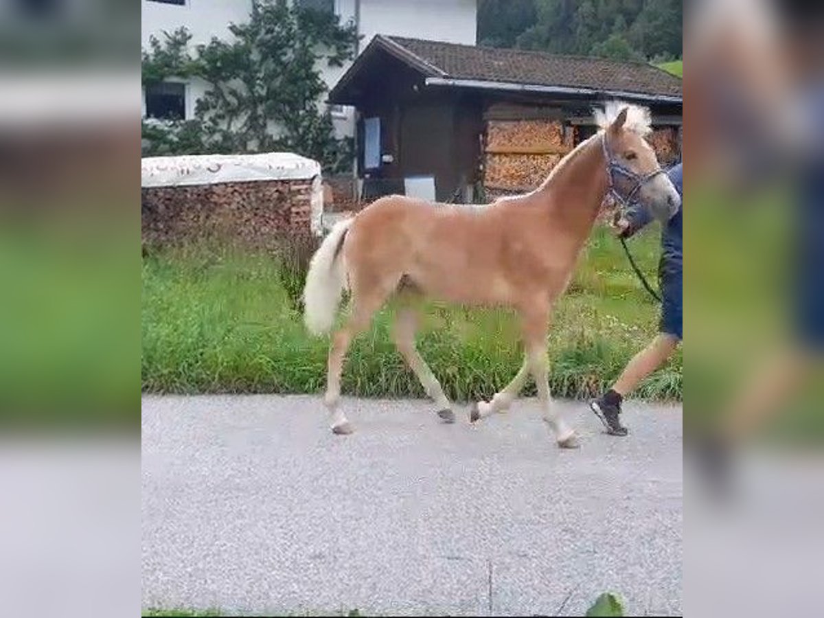 Haflinger / Avelignese Stallone Puledri (04/2024) 154 cm Sauro in Au