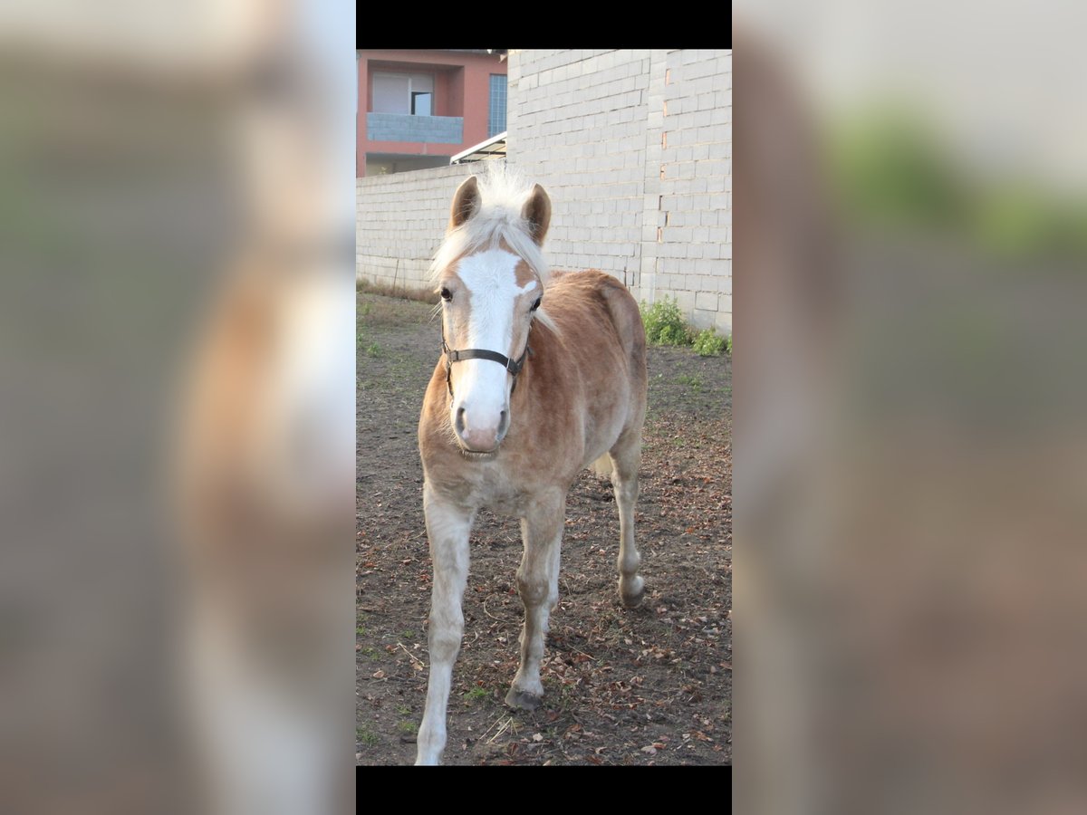 Haflinger / Avelignese Stallone  in Wallern im Burgenland