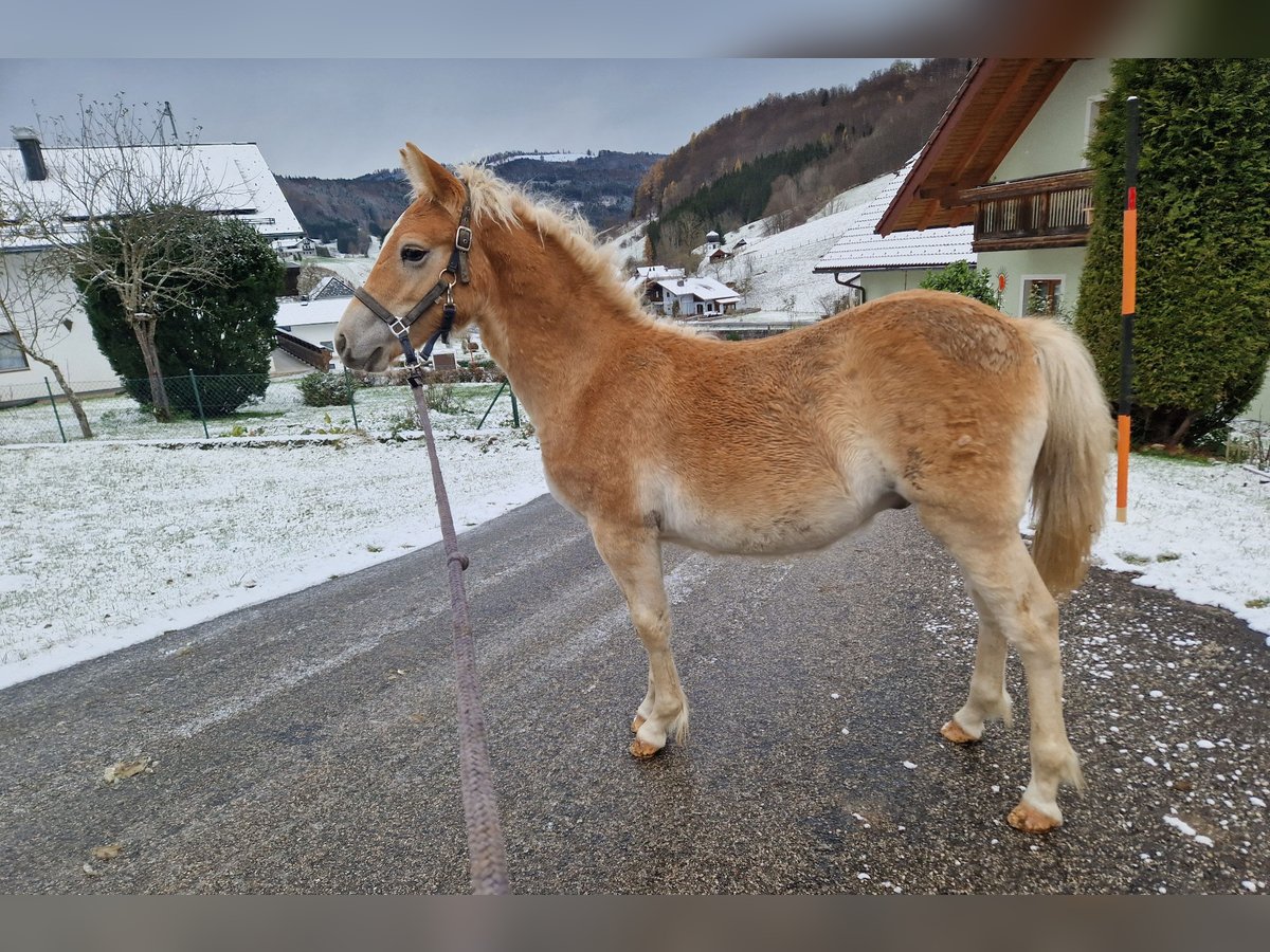 Haflinger / Avelignese Stallone  Sauro in Neukirchen