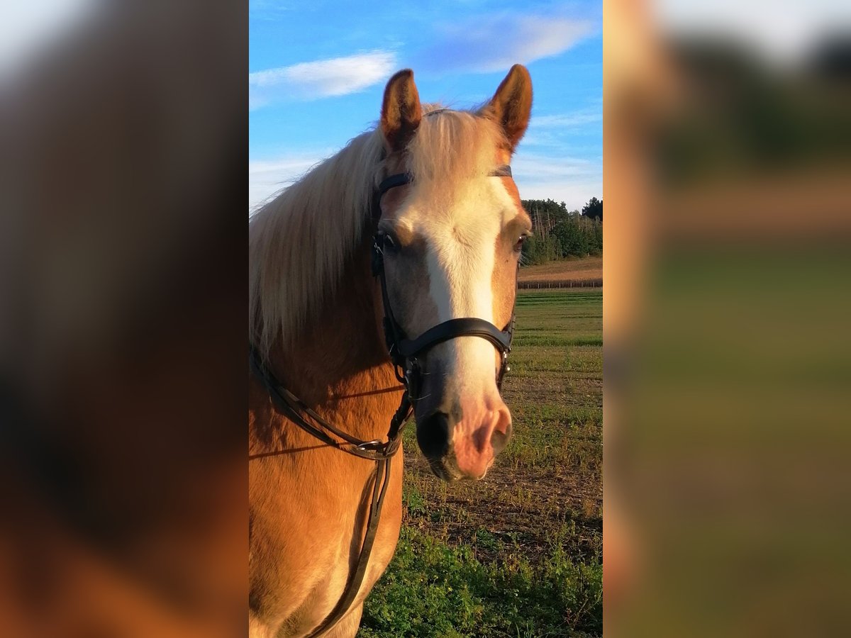 Haflinger / Avelignese Mix Castrone 11 Anni 145 cm Sauro in Löbau