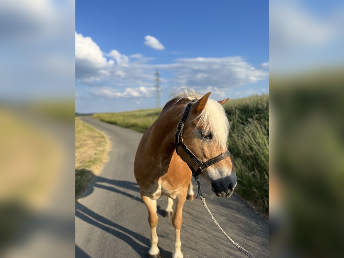 Haflinger / Avelignese Castrone 11 Anni 147 cm Sauro in Taunusstein