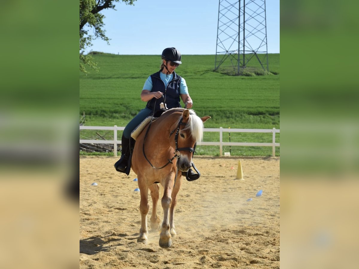 Haflinger / Avelignese Castrone 14 Anni 154 cm Sauro in Pelmberg
