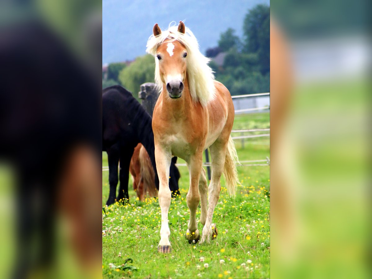 Haflinger / Avelignese Castrone 1 Anno 155 cm Sauro in Kirchbichl
