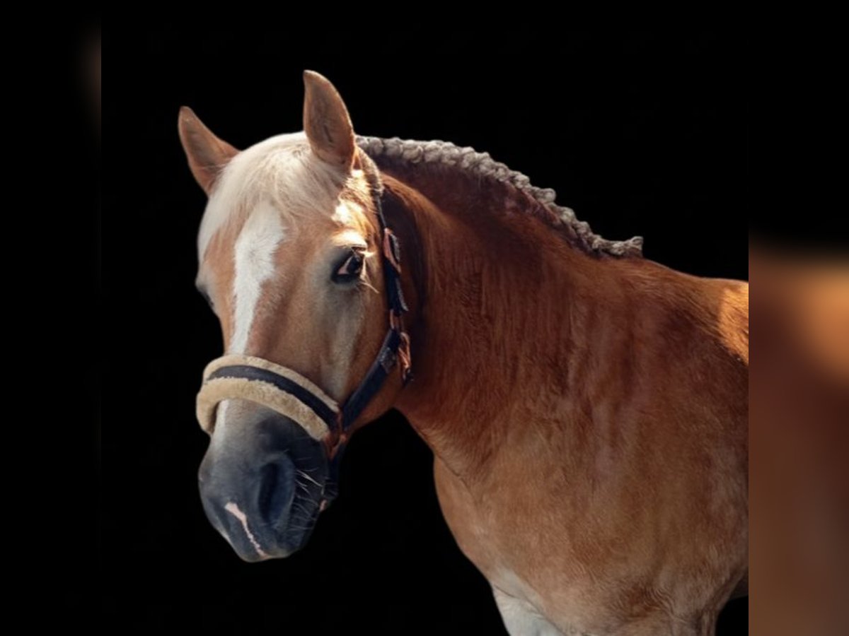 Haflinger / Avelignese Castrone 20 Anni 145 cm Sauro in Rheine