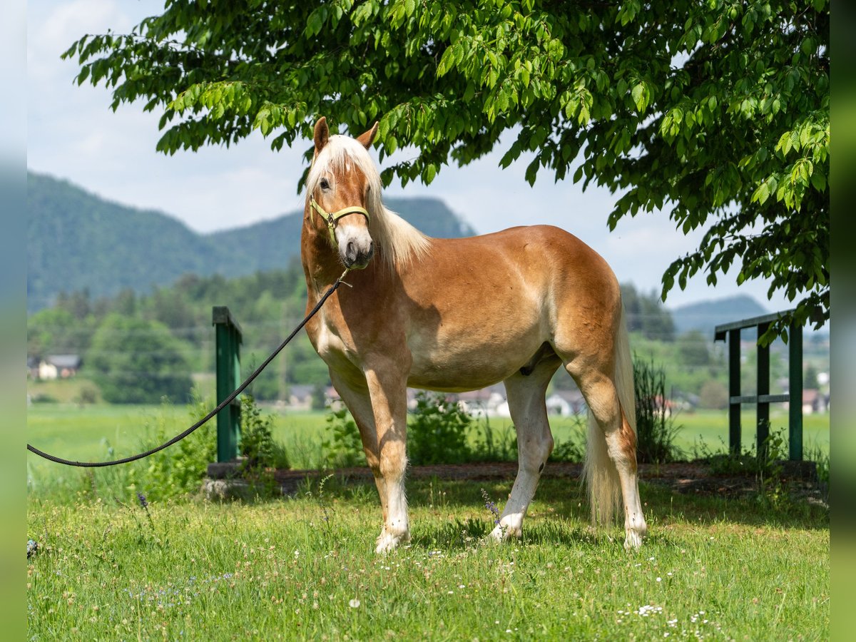 Haflinger / Avelignese Castrone 2 Anni in Längdorf