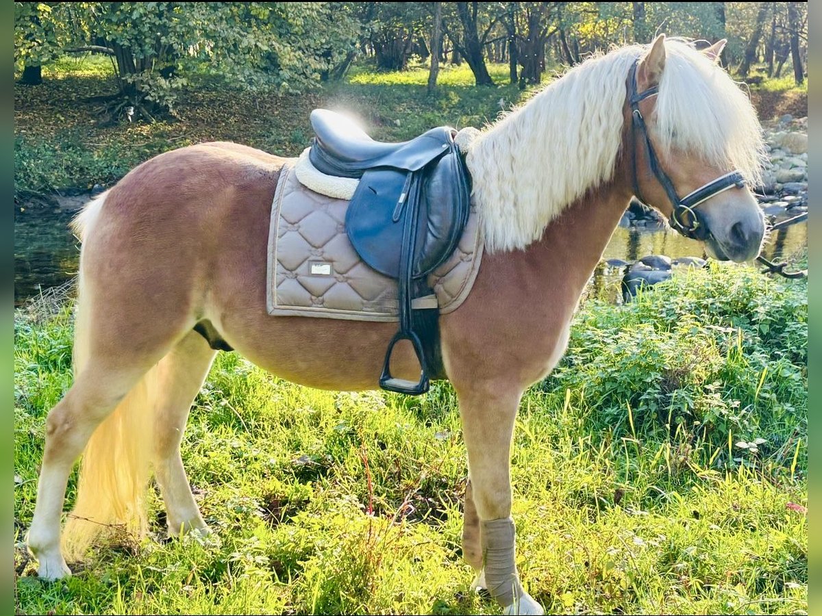 Haflinger / Avelignese Castrone 3 Anni 143 cm Palomino in Boccaleone Haflinger / Avelignese Castrone 3 Anni 143 cm Palomino in Boccaleone