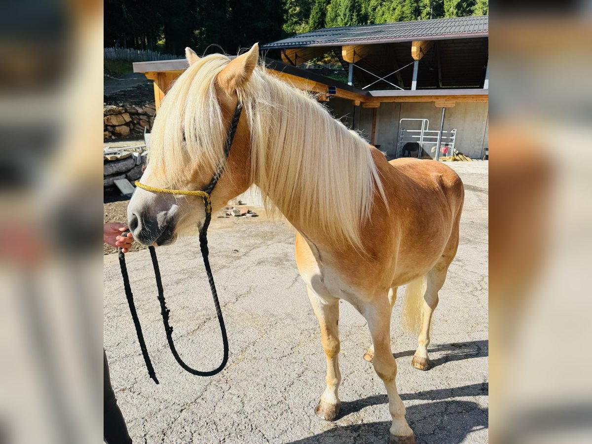 Haflinger / Avelignese Castrone 3 Anni 152 cm in Ridnaun S&#xFC;dtirol