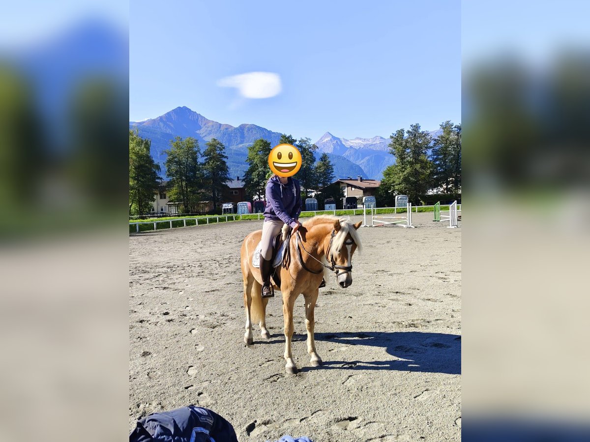 Haflinger / Avelignese Castrone 3 Anni 152 cm Sauro in Schleedorf